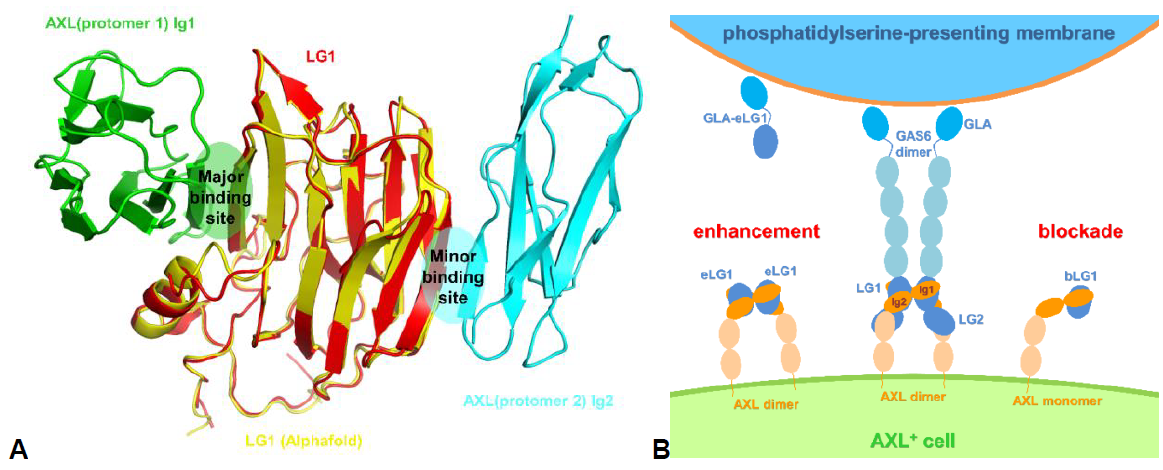 Vangelista graphical abstract Pj.A 2024