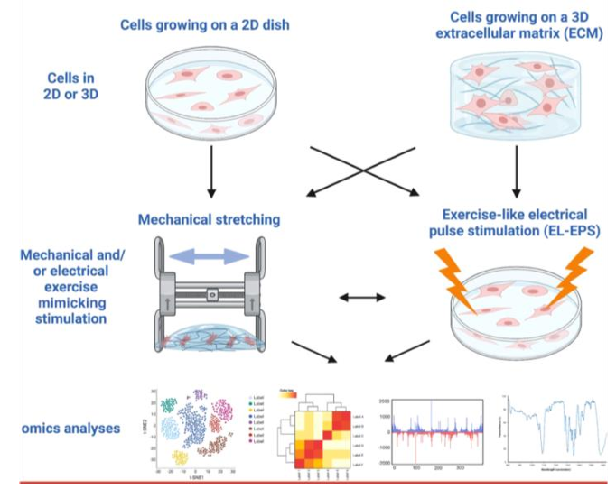 Bottineilli Graphical abstract 2025