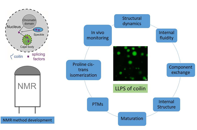 Nasrollah Graphical abstract 2025