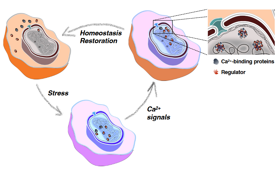 Lefkimmiatis Graphical abstract 2025