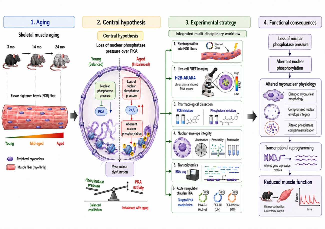 Ciciliot S graphical abstract 2026