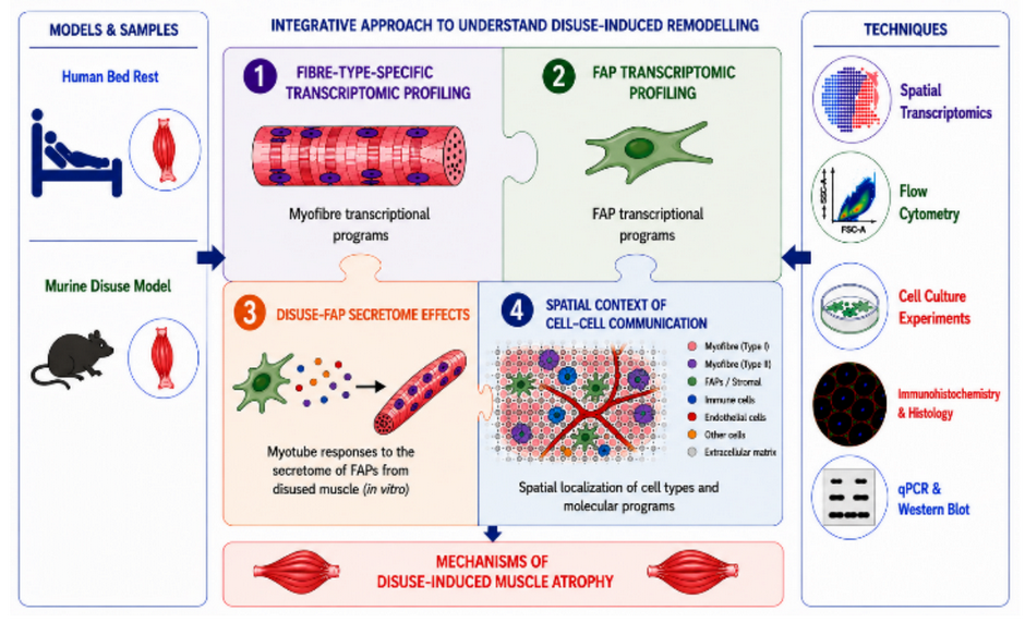 Pellegrino graphical abstract