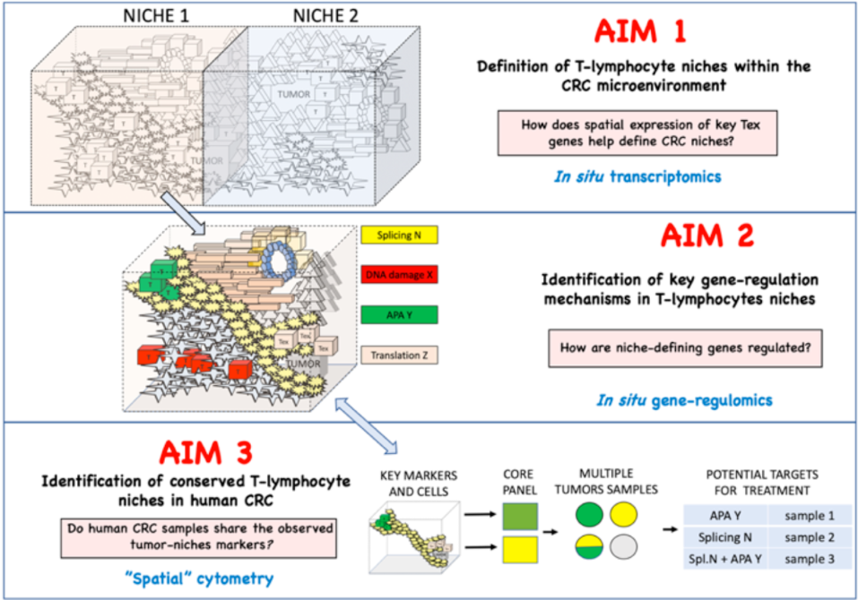 Bava PhD project 2026 graphical abstract
